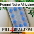 African Black Ant 21